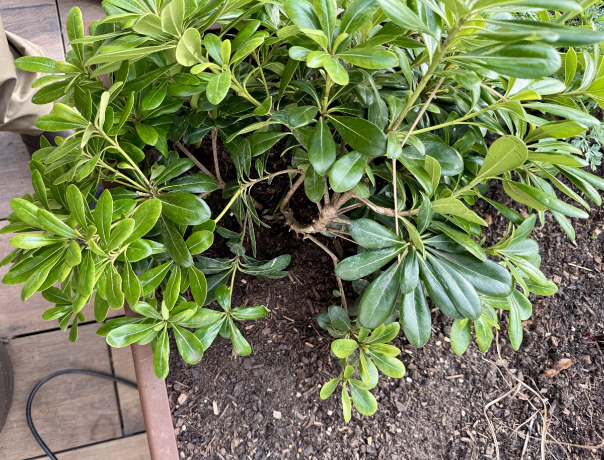 Pittosporum tobira ‘Nanum’ shrub with missing branches and a visible gap in the canopy caused by damage.