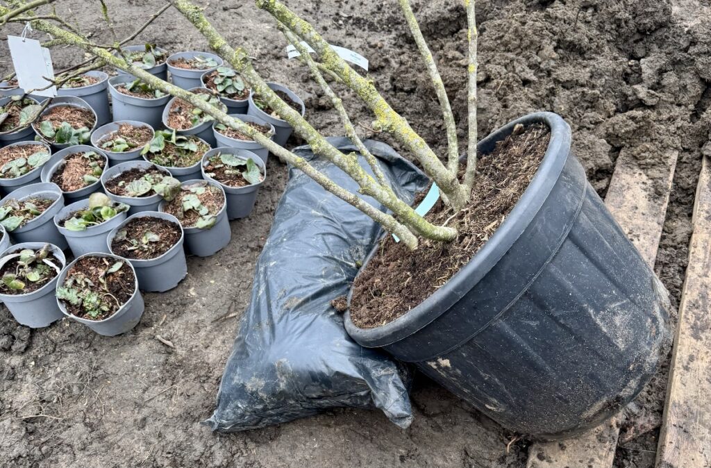 How to Plant Larger Trees Properly (Avoid Common Mistakes)