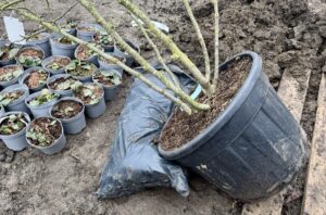 How to Plant Larger Trees Properly (Avoid Common Mistakes)