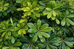 Pittosporum tobira ‘Nanum’ foliage