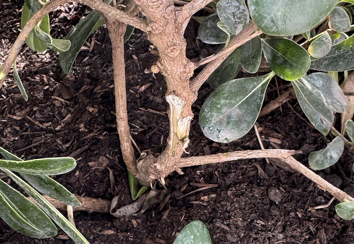 Close-up of Pittosporum tobira ‘Nanum’ showing branch break at the base where stems join a thicker branch.
